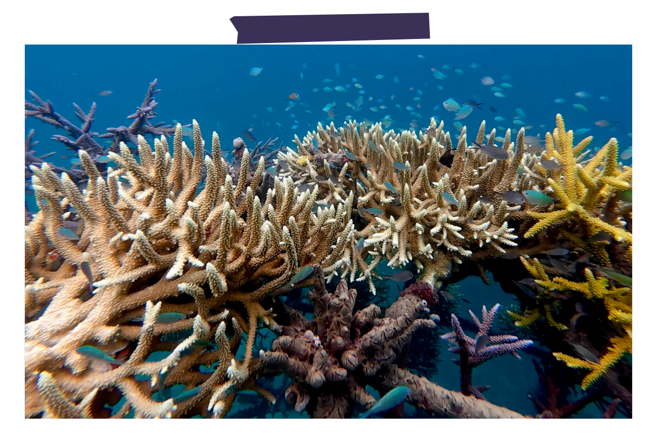 Healthy Metamorfosa Reef